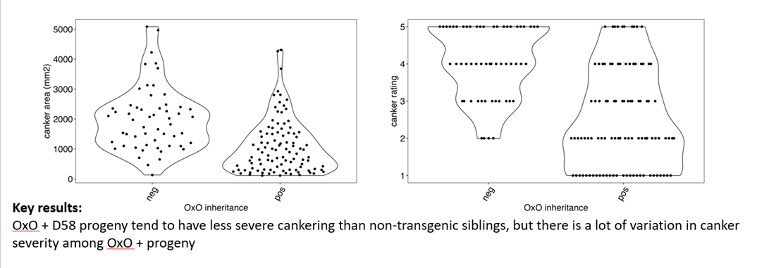 variation-in-canker-severity