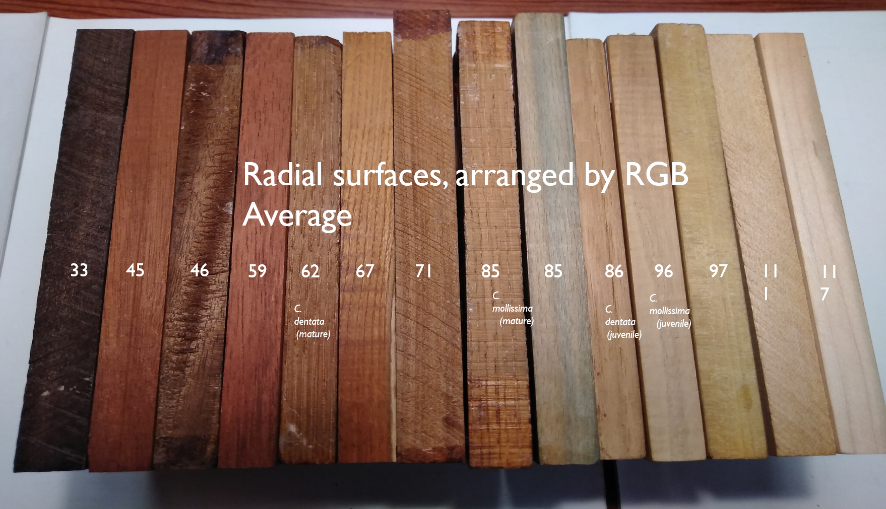 wood 5 wood arranged by RGD average